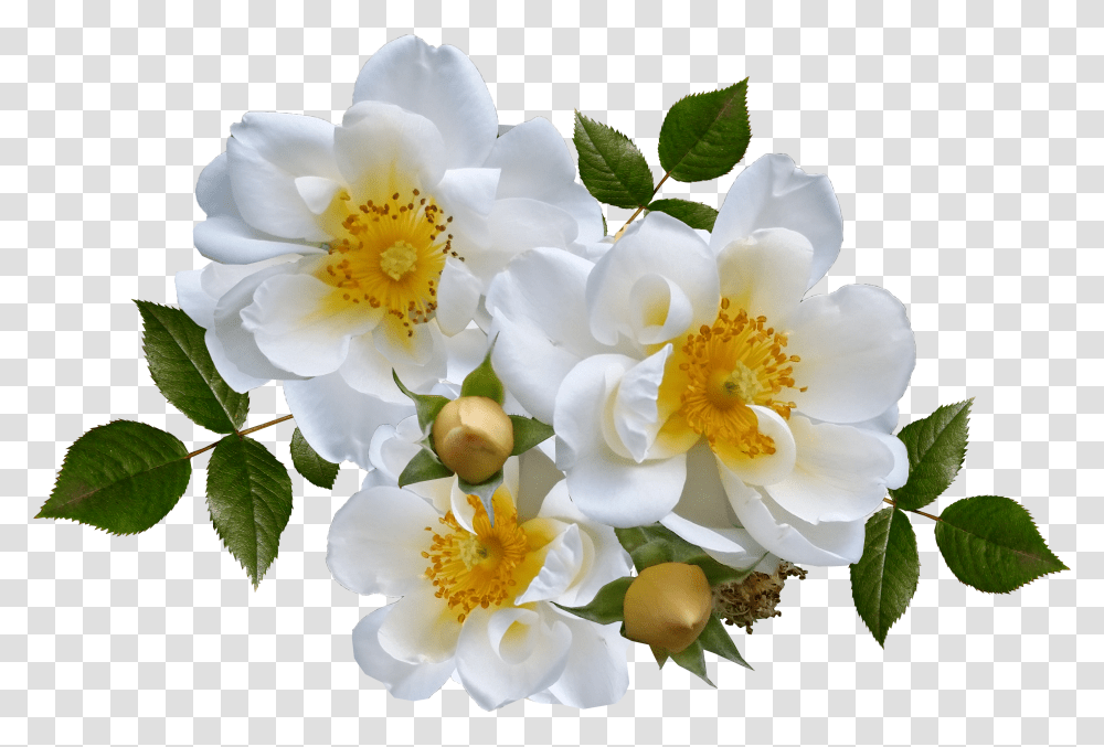 White Rose Transparent Png