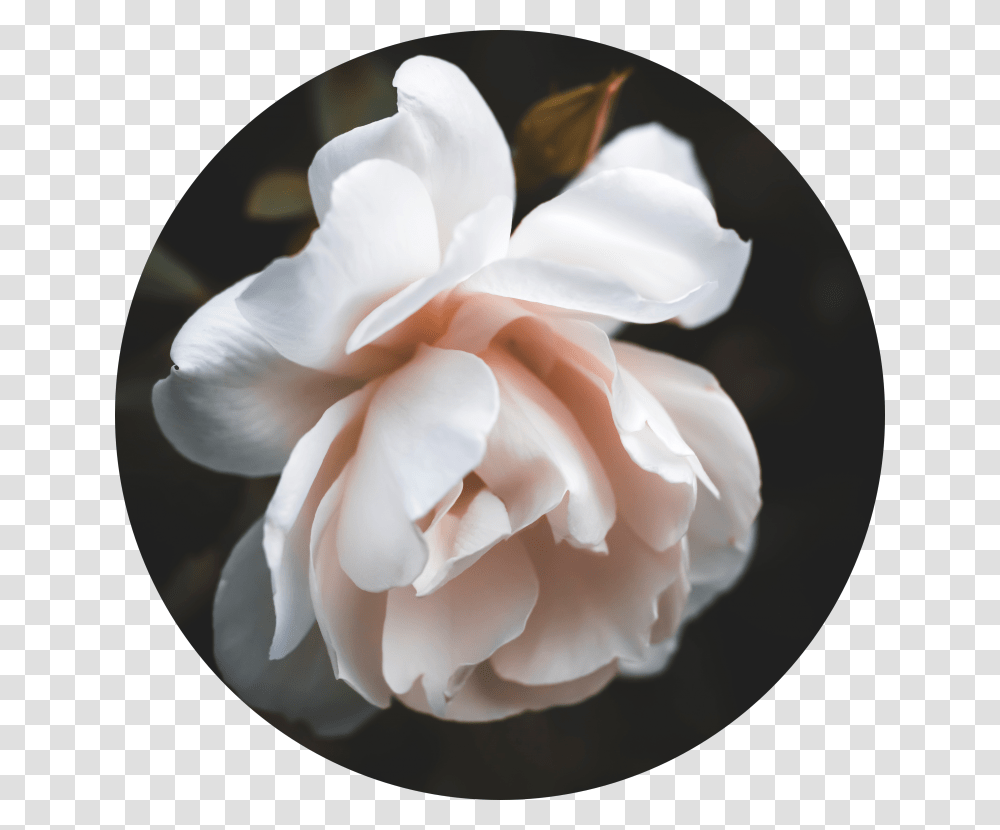 White Rose Vintage Style Flower White Rose Art Garden Roses, Plant, Blossom, Peony, Paper Transparent Png