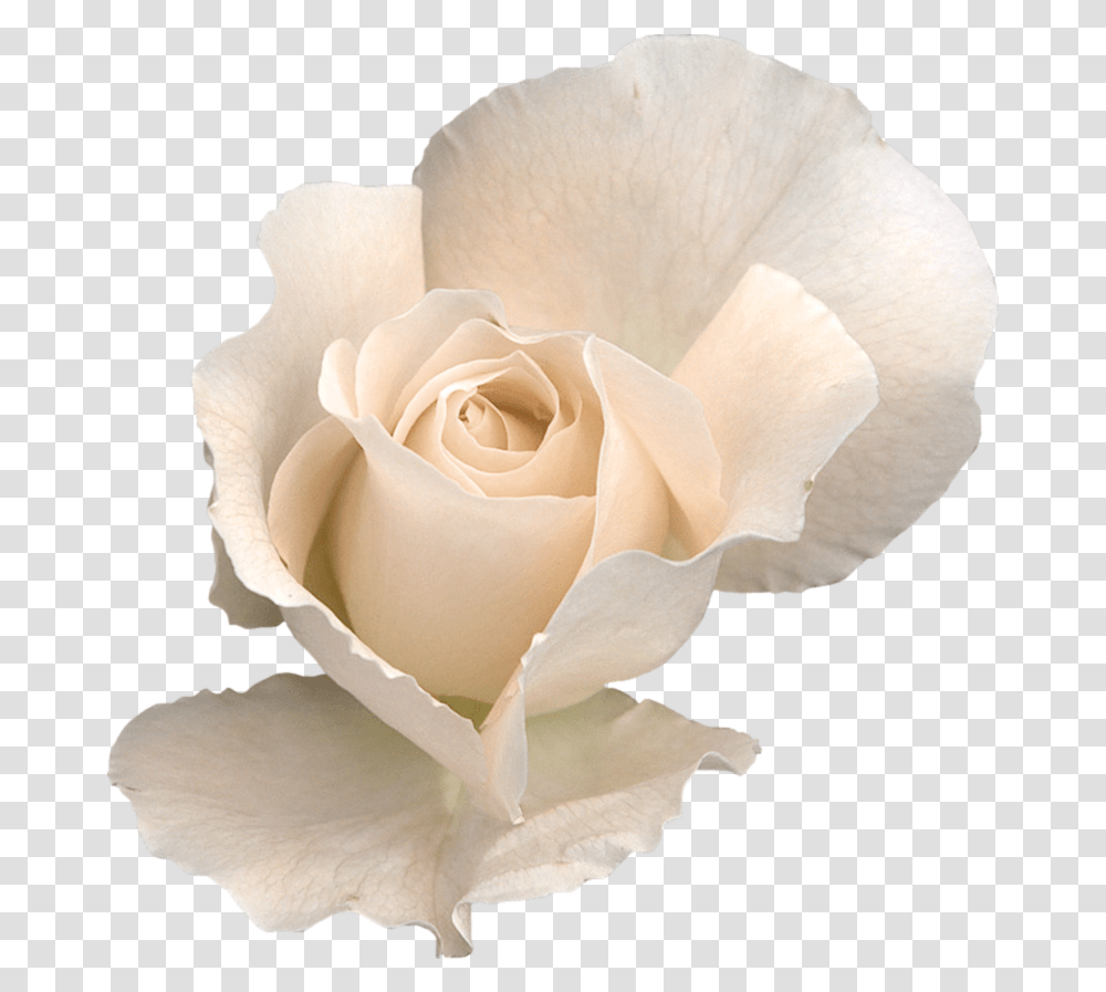 White Rose White Roses Background, Flower, Plant, Blossom, Petal Transparent Png