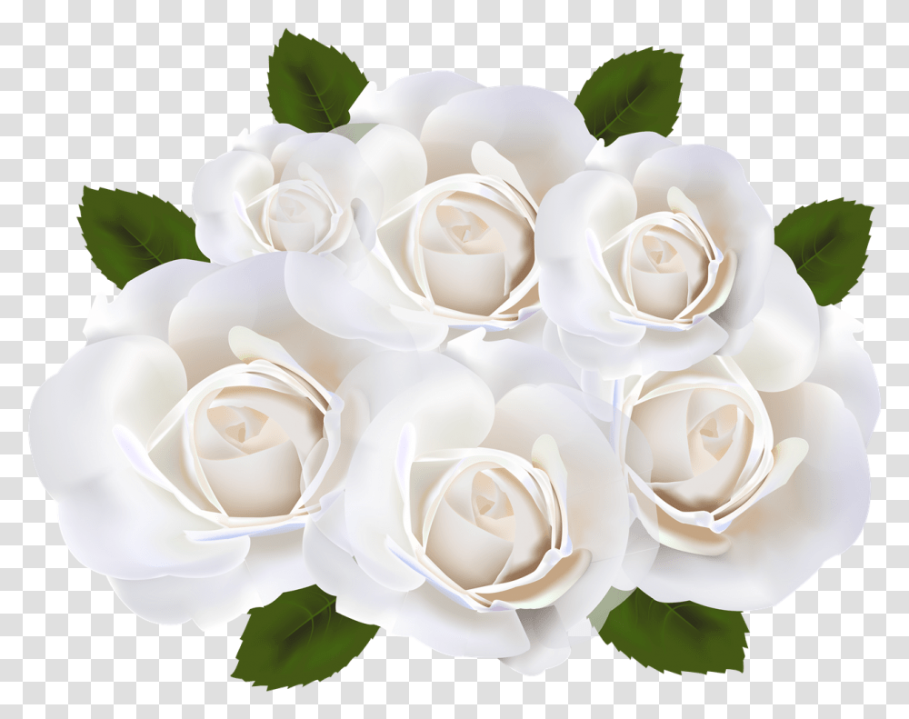 White Rose White Roses With Clear Background, Flower, Plant, Blossom, Petal Transparent Png