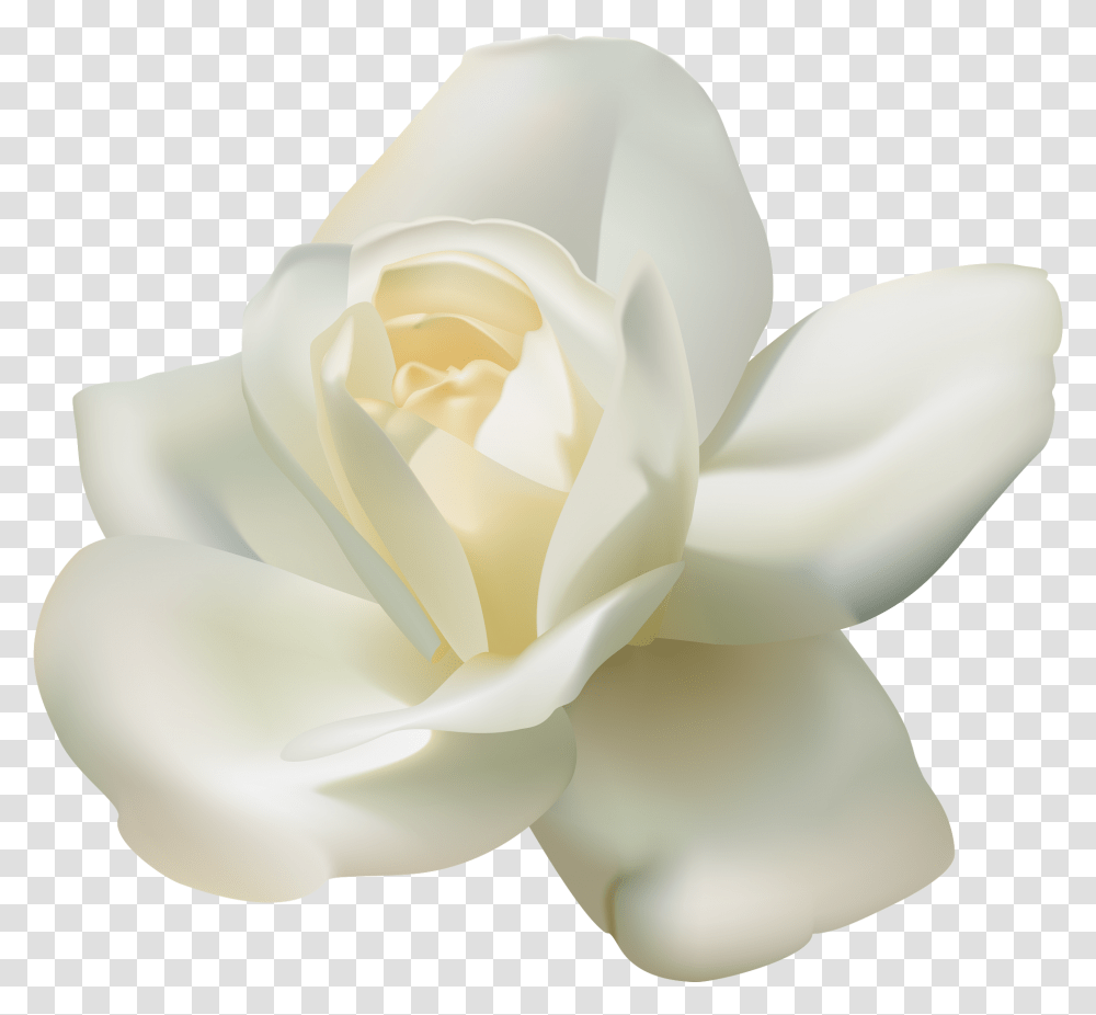 White Roses Background, Flower, Plant, Blossom, Petal Transparent Png