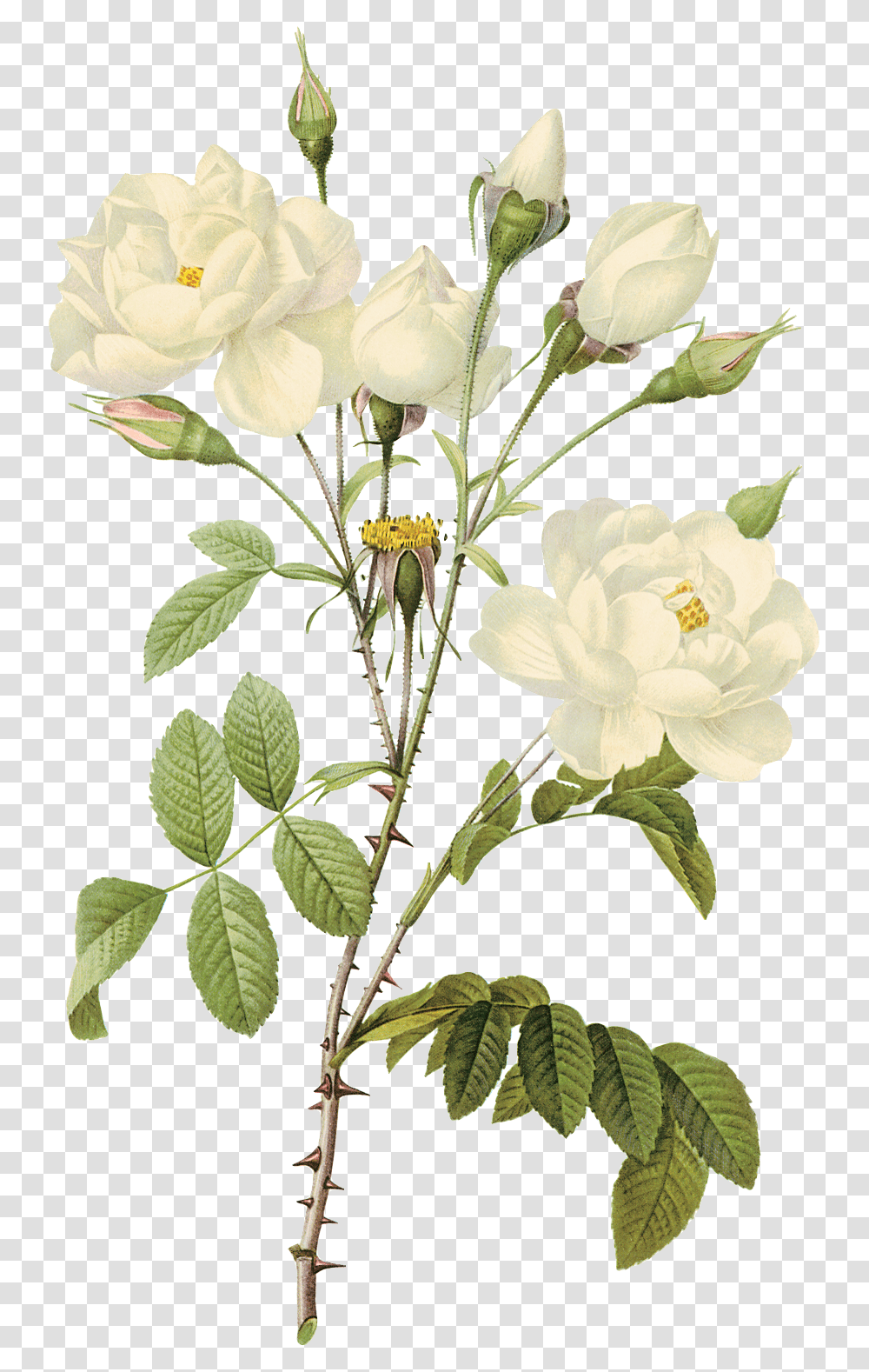 White Roses, Flower, Floral Design, Pattern Transparent Png