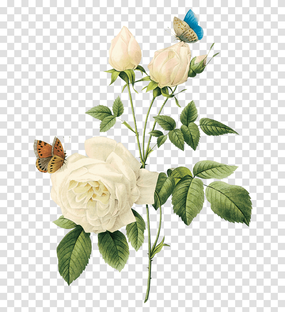 White Roses, Flower, Plant, Blossom, Acanthaceae Transparent Png