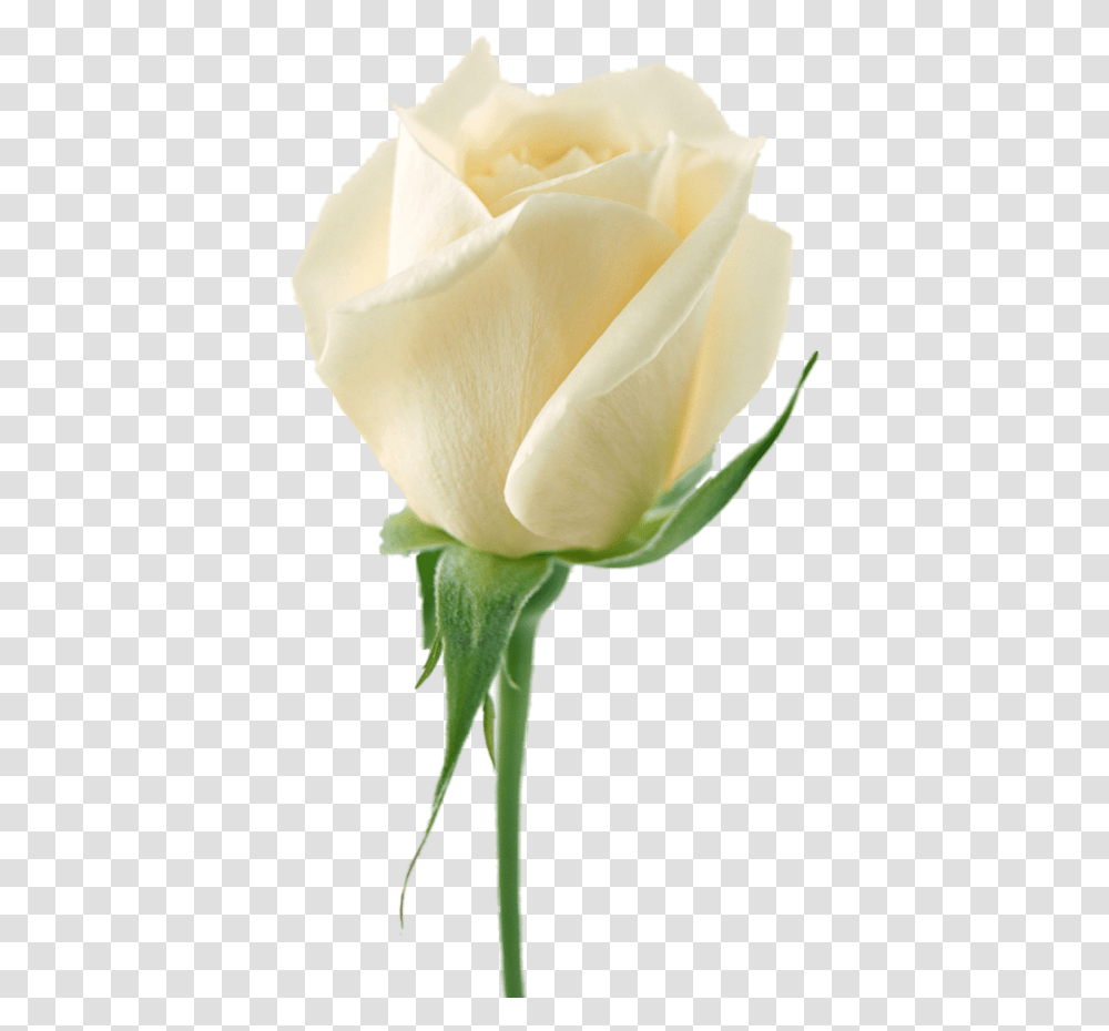White Roses, Flower, Plant, Blossom, Bud Transparent Png