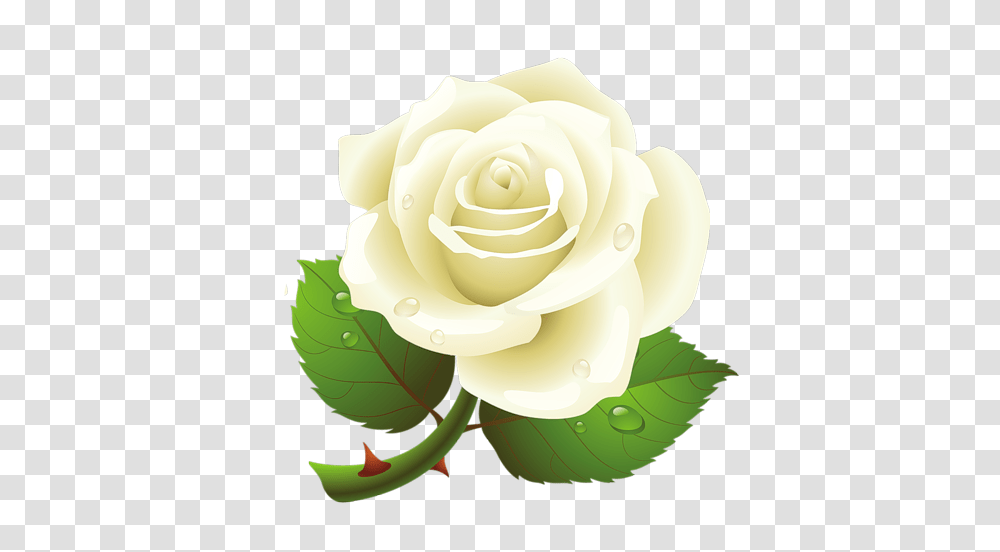 White Roses, Flower, Plant, Blossom, Green Transparent Png