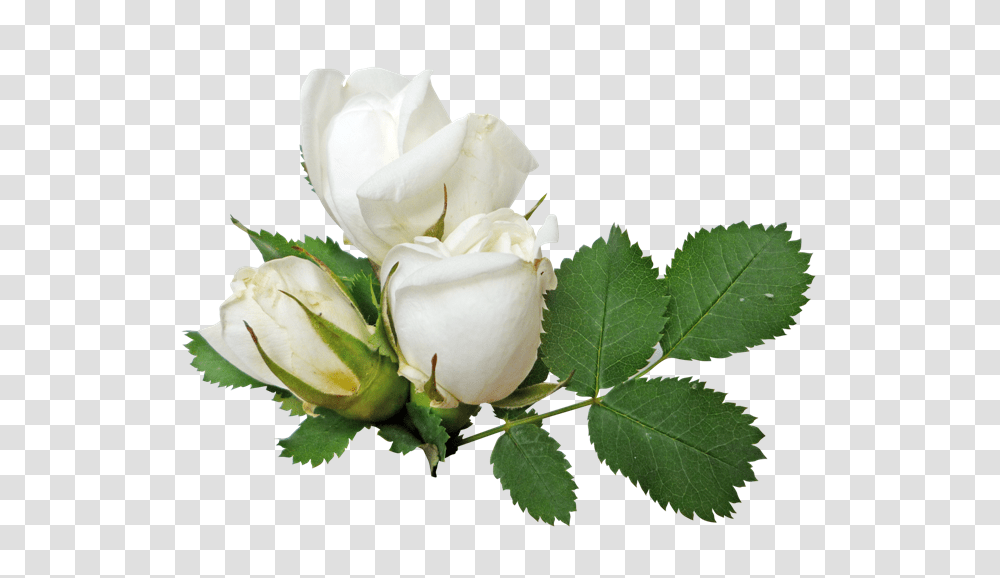 White Roses, Flower, Plant, Blossom, Leaf Transparent Png
