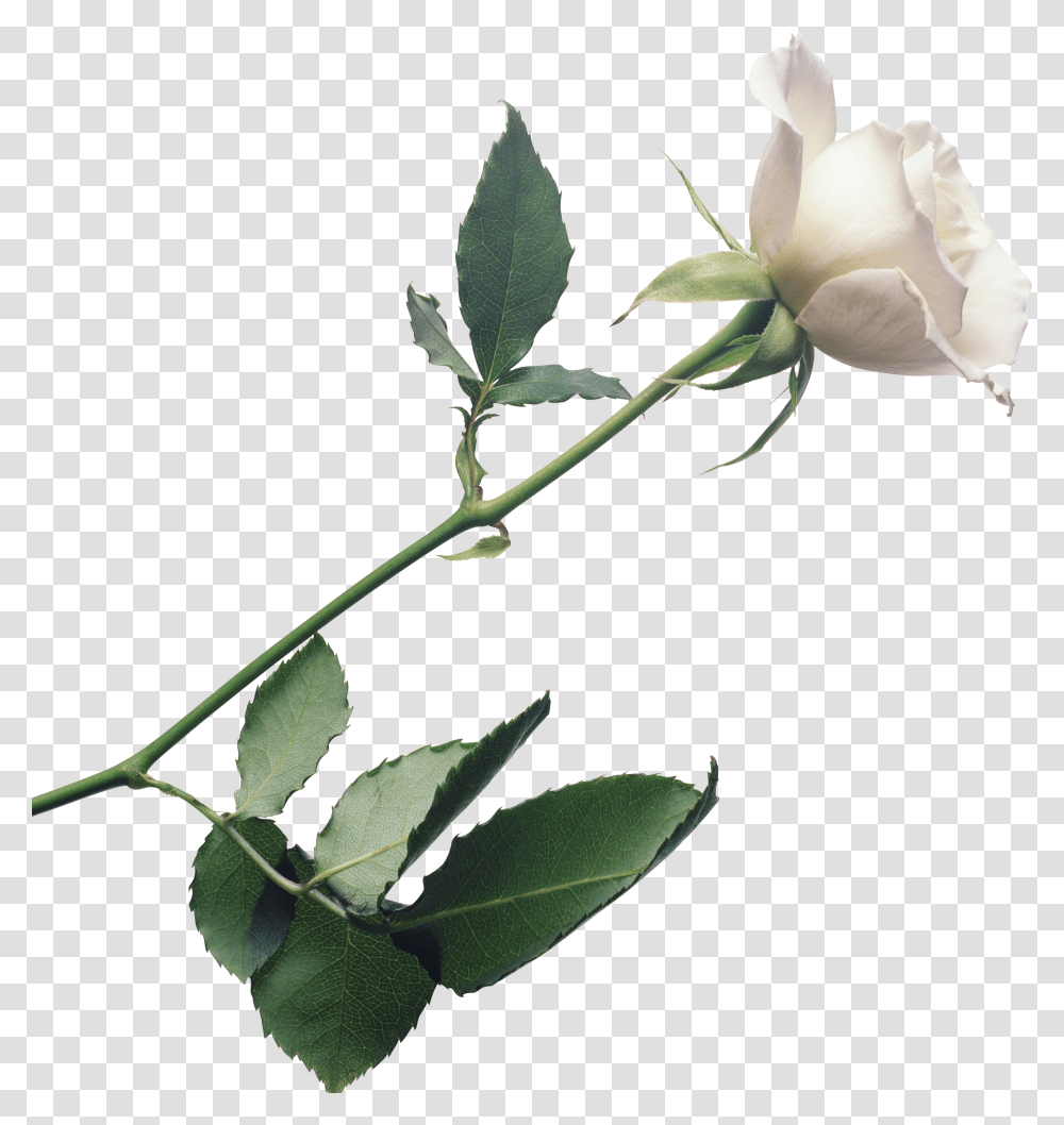 White Roses, Flower, Plant, Blossom, Leaf Transparent Png