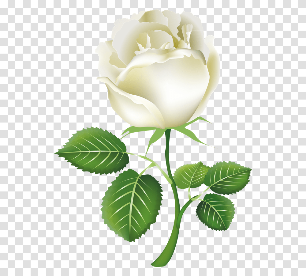 White Roses, Flower, Plant, Blossom, Leaf Transparent Png