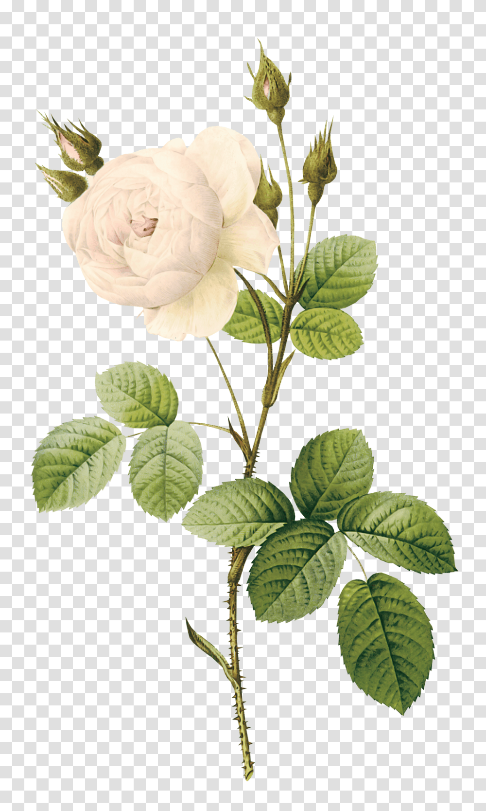 White Roses, Flower, Plant, Blossom, Leaf Transparent Png