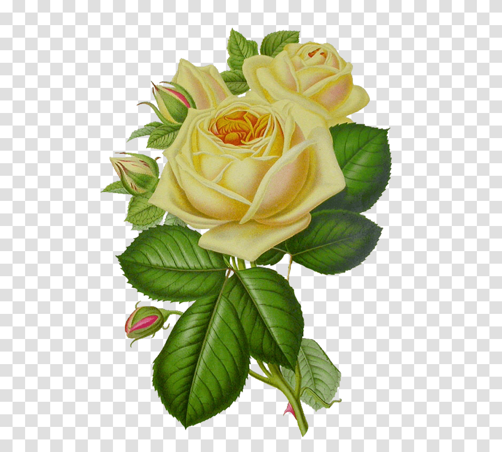 White Roses, Flower, Plant, Blossom, Pattern Transparent Png