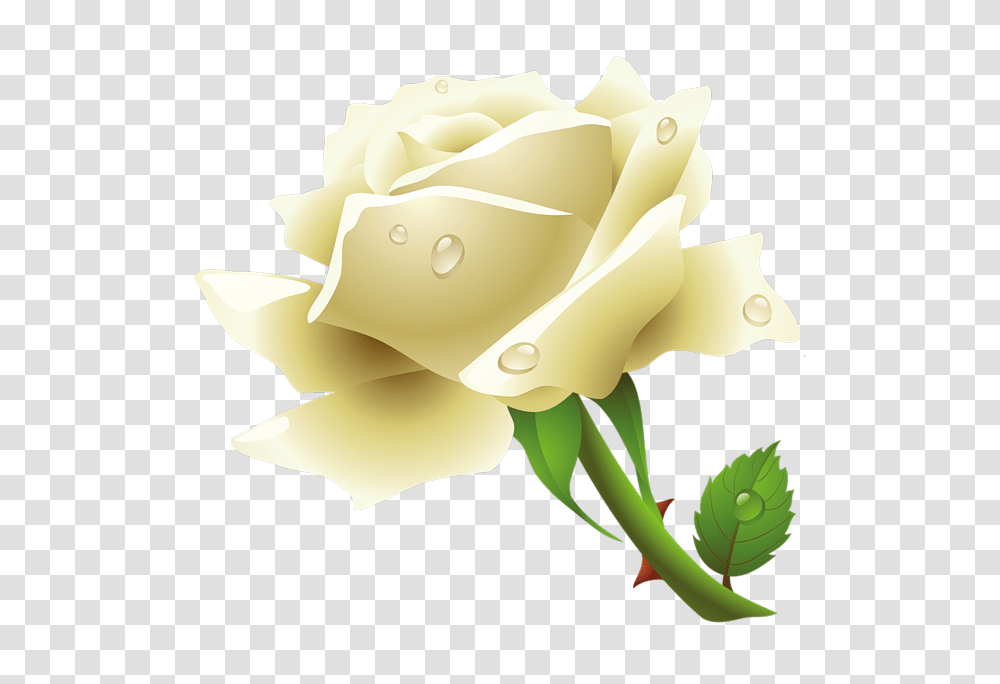 White Roses, Flower, Plant, Blossom, Petal Transparent Png