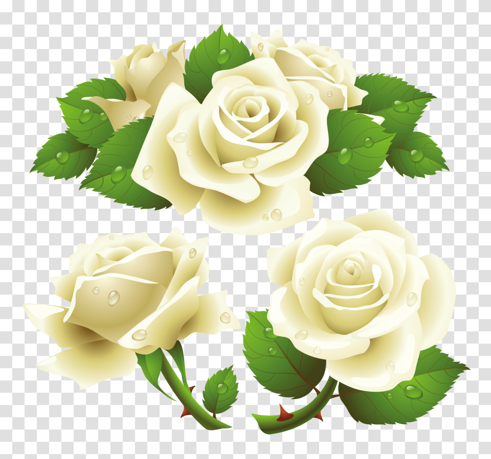 White Roses, Flower, Plant, Blossom, Petal Transparent Png