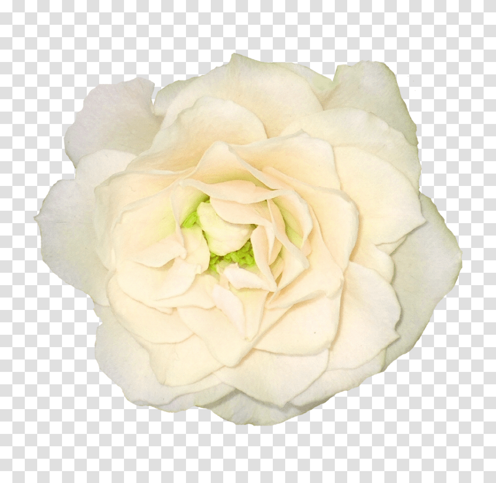 White Roses, Flower, Plant, Blossom, Petal Transparent Png