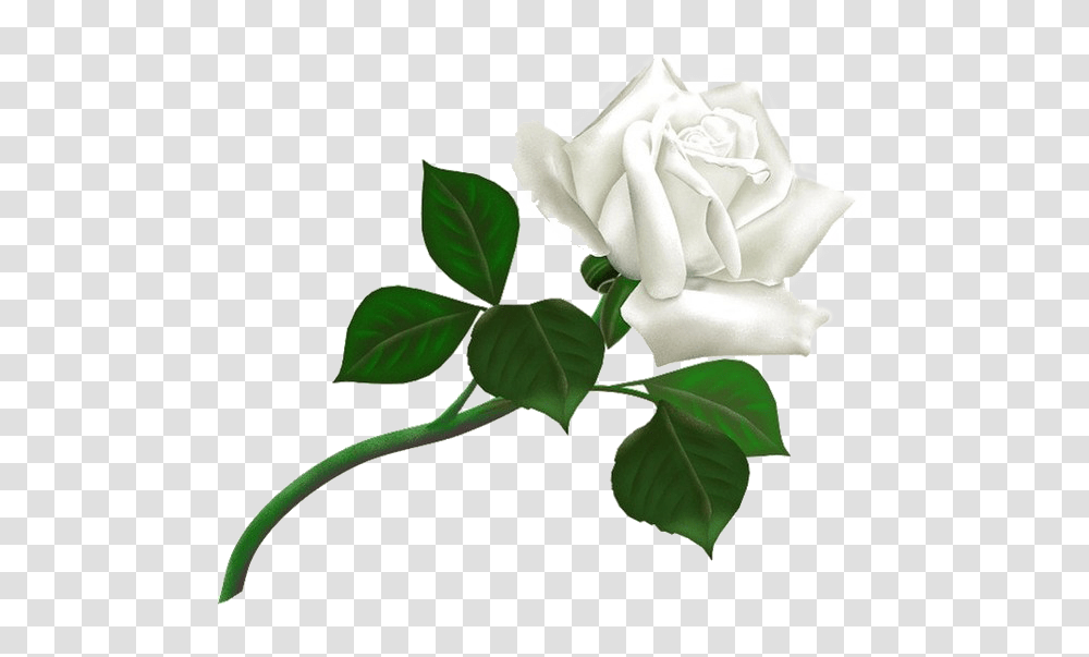 White Roses, Flower, Plant, Blossom, Petal Transparent Png