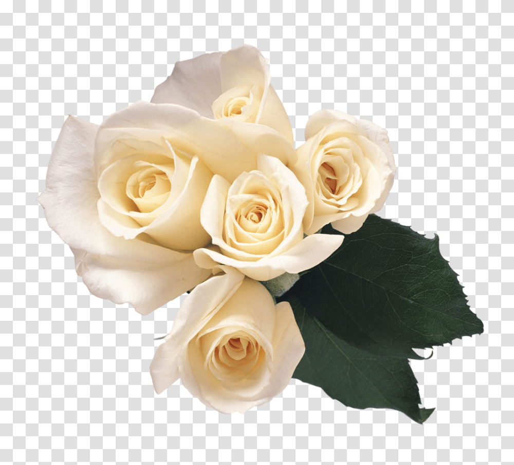 White Roses, Flower, Plant, Blossom, Petal Transparent Png