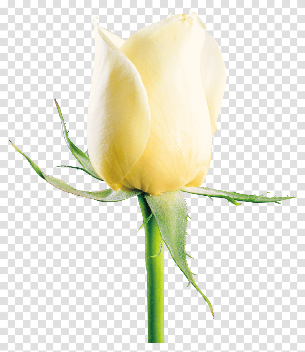 White Roses, Flower, Plant, Blossom, Petal Transparent Png