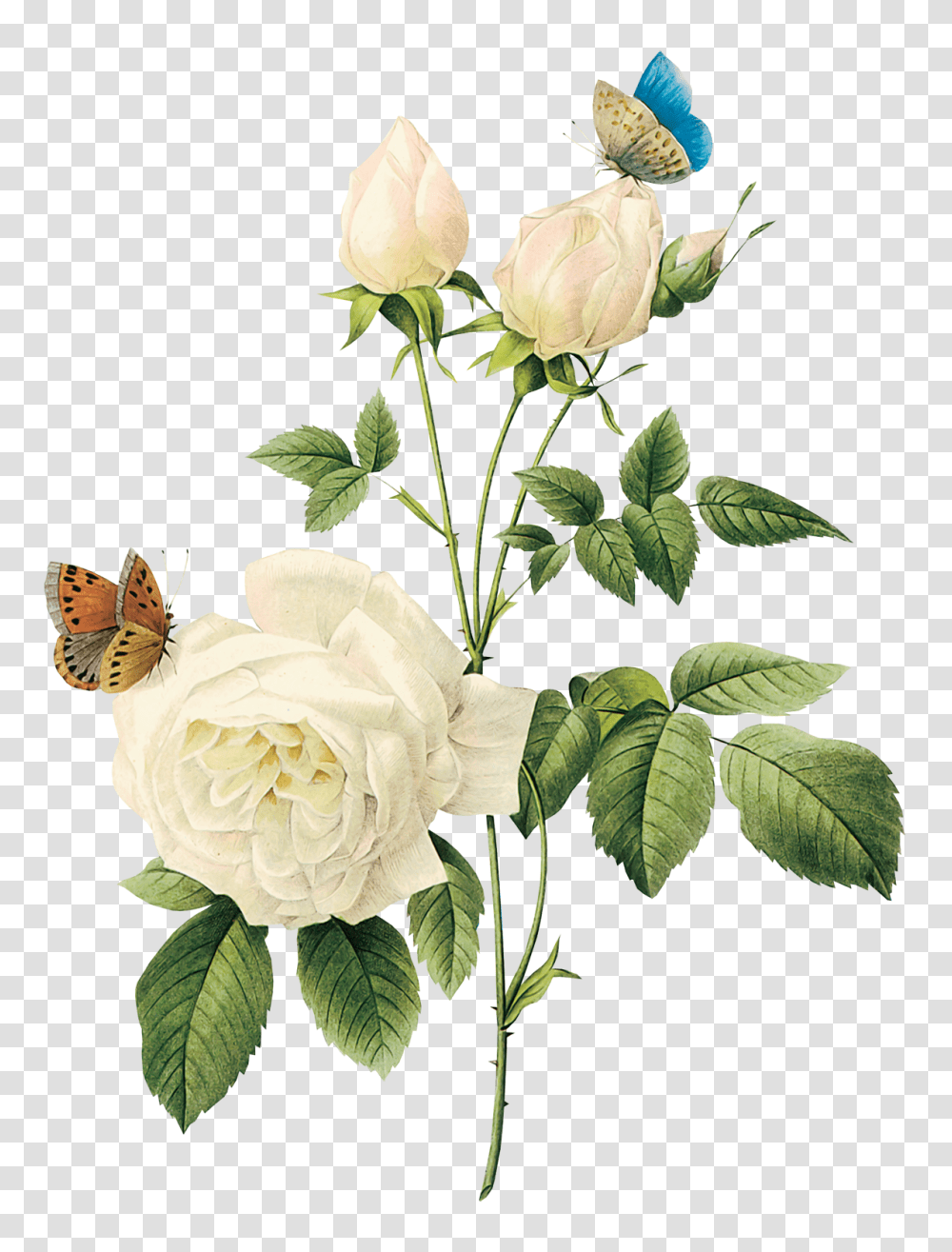 White Roses, Flower, Plant, Insect, Invertebrate Transparent Png