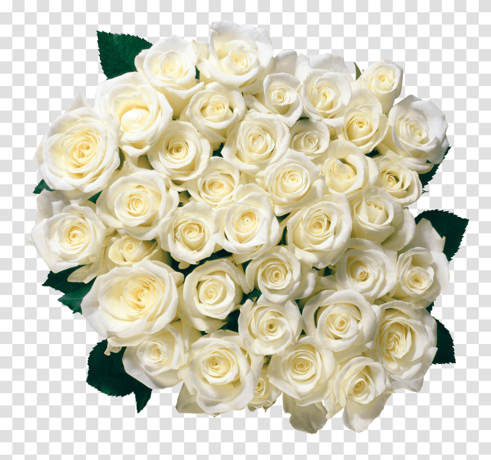 White Roses, Flower Transparent Png