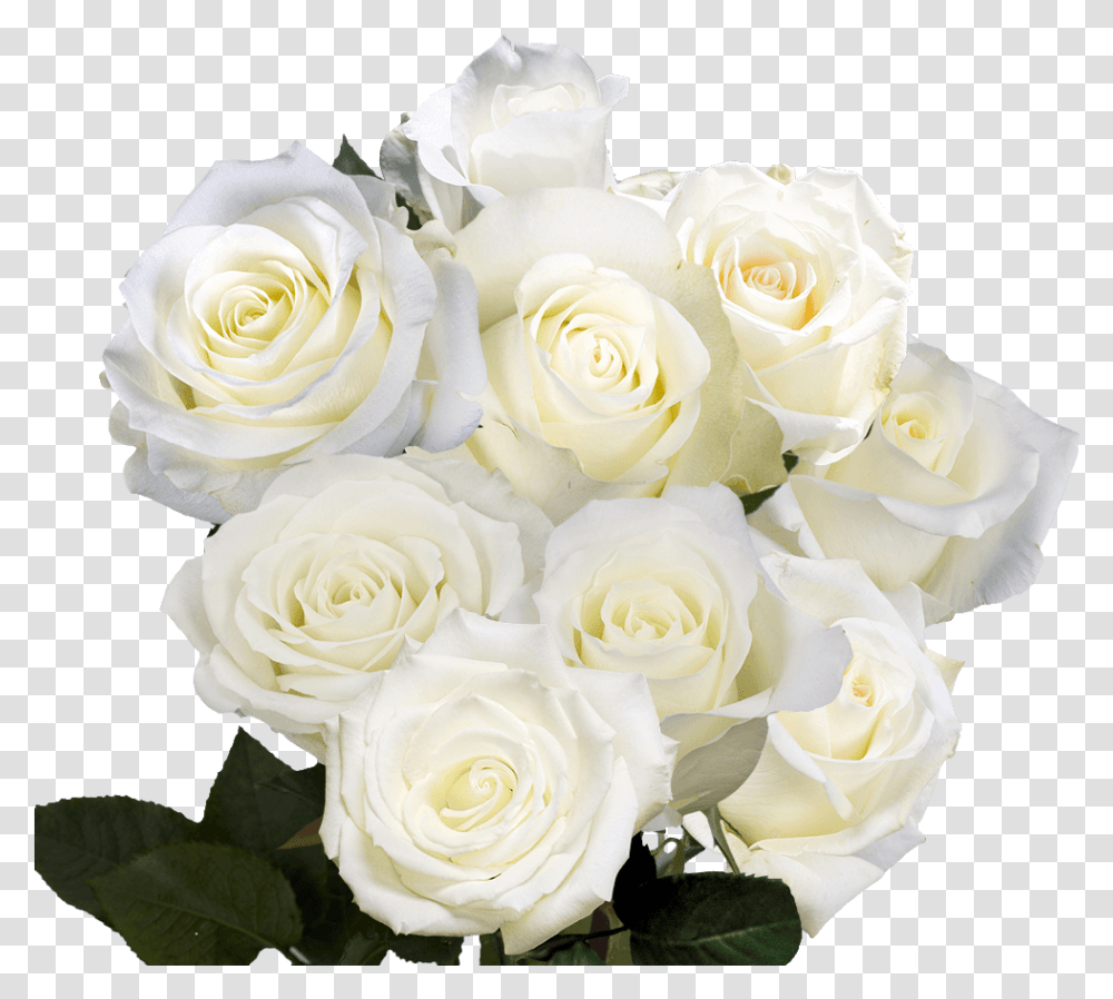 White Roses For Birthday Floribunda, Plant, Flower, Blossom, Flower Bouquet Transparent Png