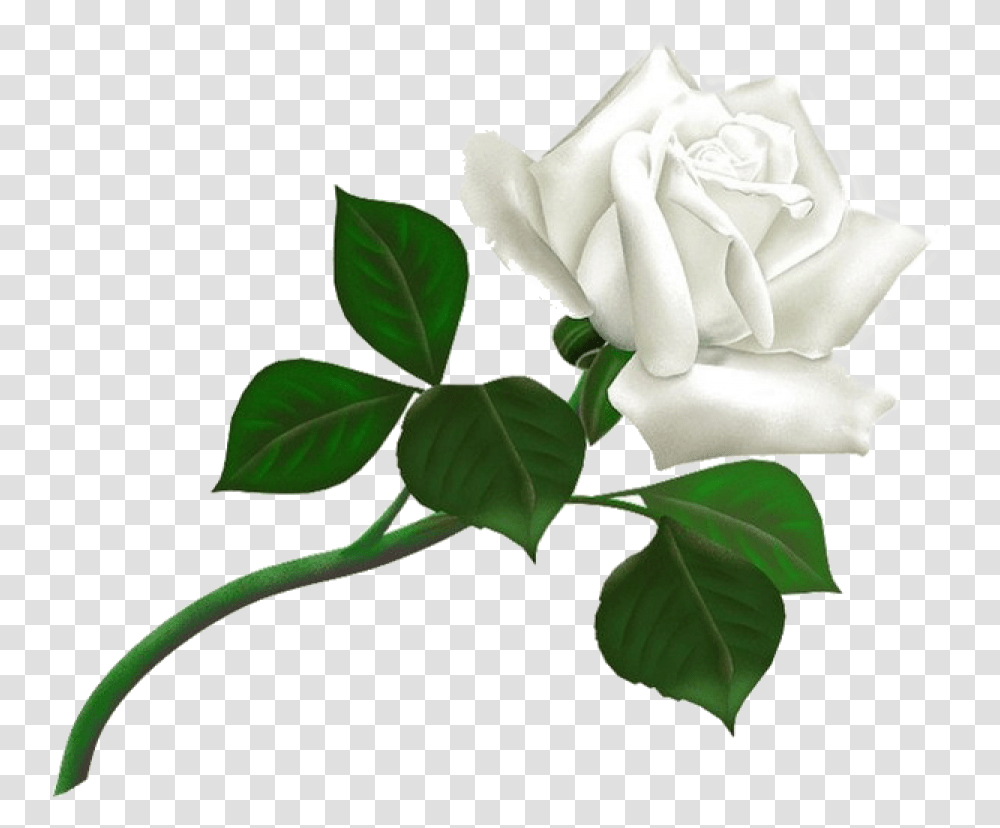 White Roses Free Download White Rose, Flower, Plant, Blossom, Petal Transparent Png