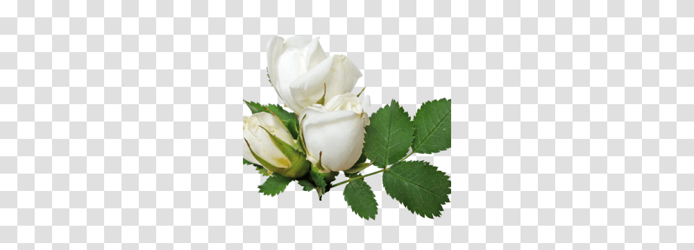 White Roses High Quality Web Icons, Flower, Plant, Blossom, Leaf Transparent Png