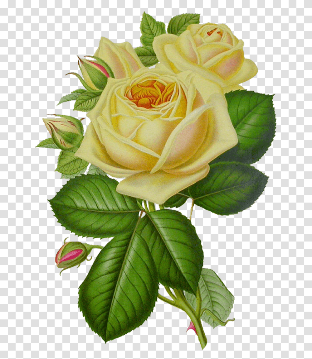White Roses Image Green Flower Rose, Plant, Blossom, Flower Arrangement, Flower Bouquet Transparent Png
