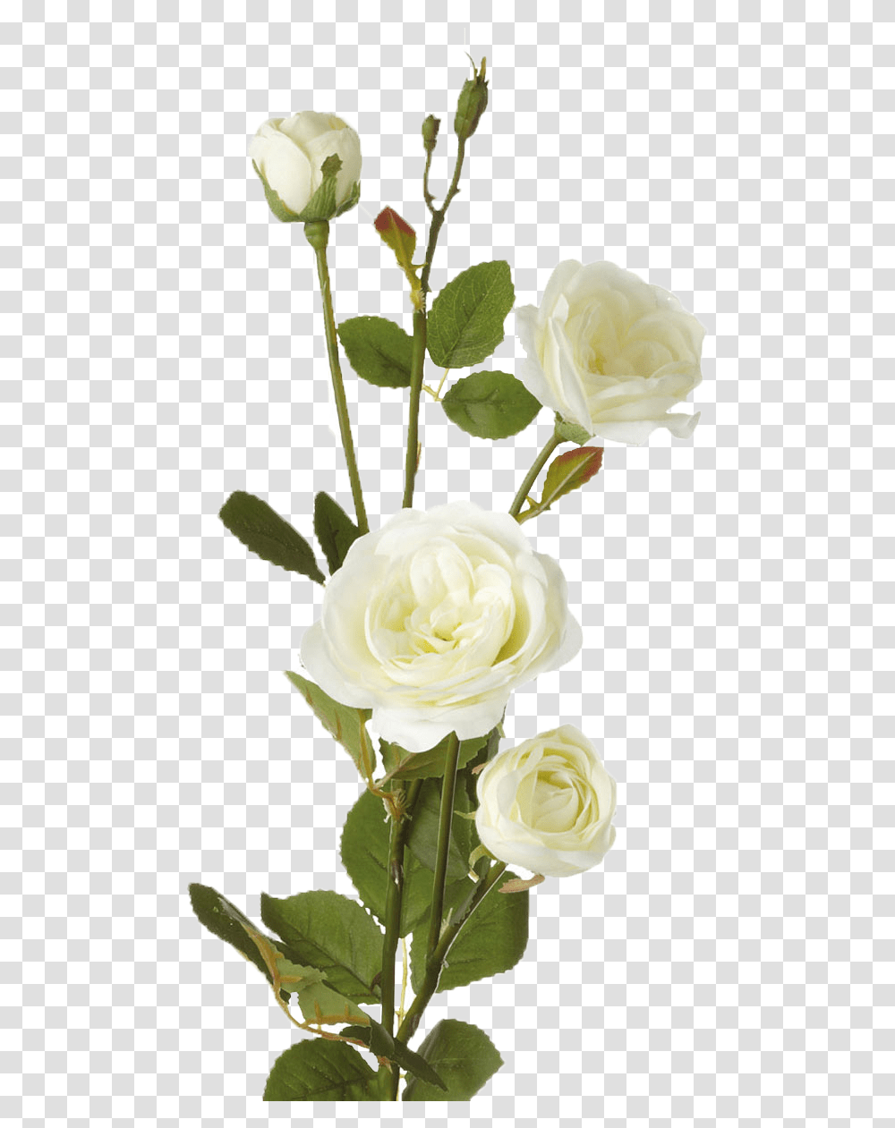 White Roses Image Single White Rose Flower, Plant, Blossom, Petal, Flower Arrangement Transparent Png