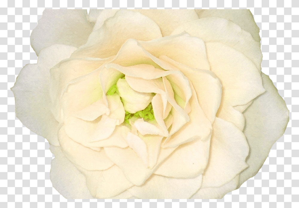 White Roses Images Free Download Flower Pixtures, Plant, Blossom, Petal, Diamond Transparent Png
