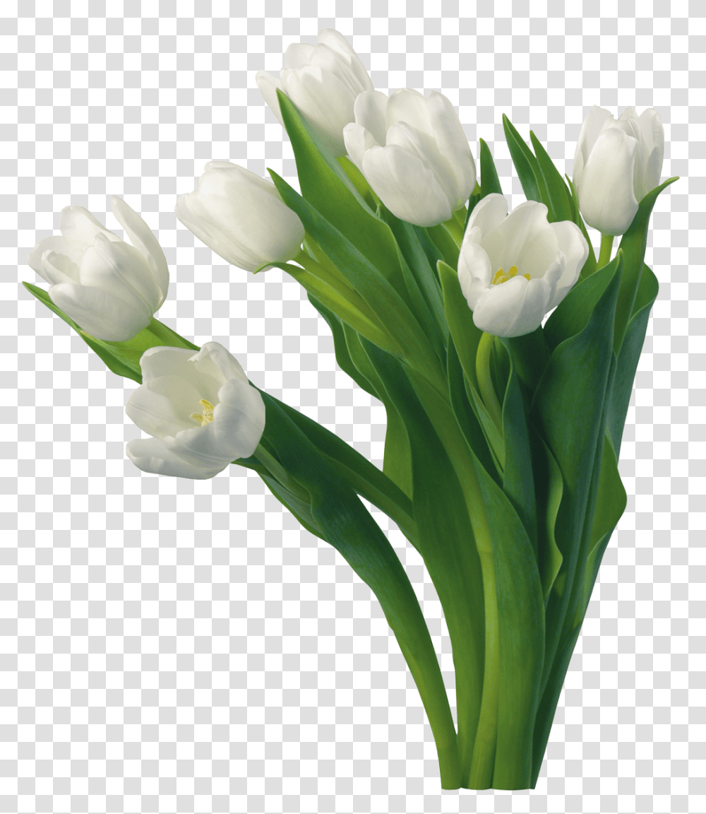 White Roses Images Good Morning, Plant, Flower, Blossom, Tulip Transparent Png