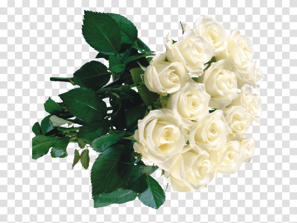 White Roses In Bouquets Buket Belie Rozi, Plant, Flower, Blossom, Flower Bouquet Transparent Png