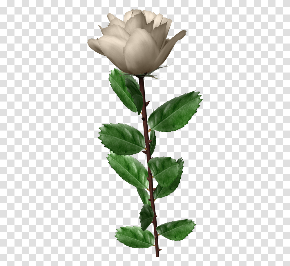 White Roses Leaf Wonderful Picture Images Images White Rose Ping, Acanthaceae, Flower, Plant, Blossom Transparent Png