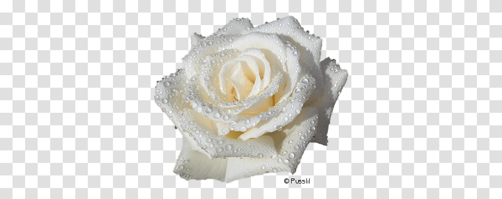 White Roses No Background, Flower, Plant, Blossom, Wedding Cake Transparent Png