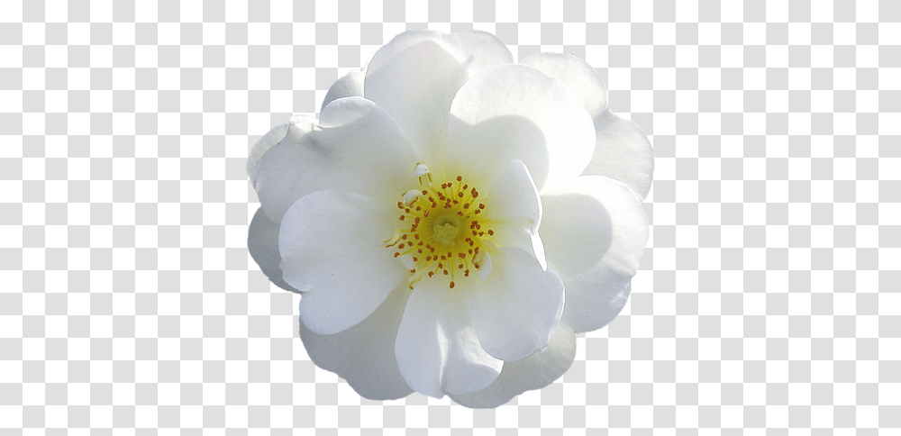 White Roses Picture 824850 Flower White Rose, Plant, Blossom, Petal, Anemone Transparent Png