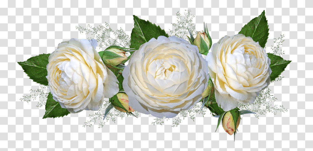 White Roses White Roses With Background, Plant, Flower, Blossom, Petal Transparent Png