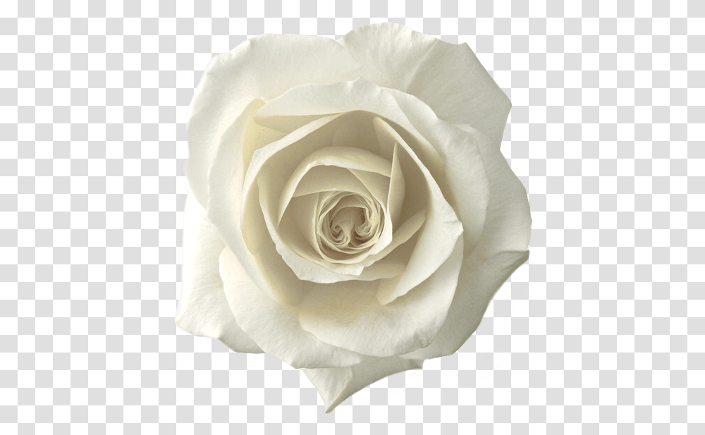 White Roses With Leaf, Flower, Plant, Blossom, Petal Transparent Png