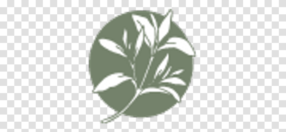 White Sage Massage Wsmassage Twitter Pictures Of Icon, Leaf, Plant, Flower, Vegetable Transparent Png