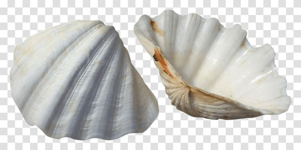 White Scallop Cockle Shells Background, Clam, Seashell, Invertebrate, Sea Life Transparent Png