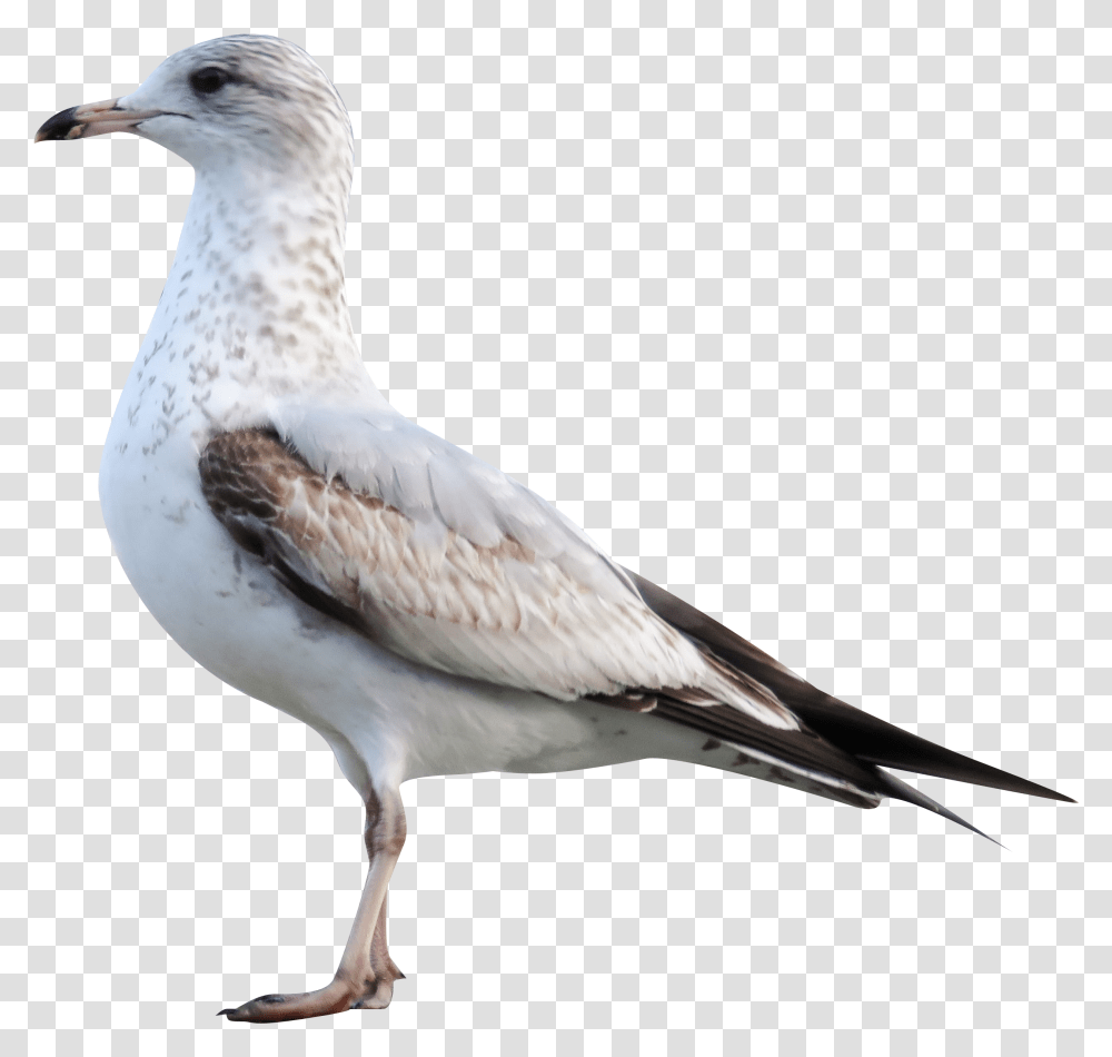 White Sea Gull European Herring Gull, Bird, Animal, Seagull, Beak Transparent Png