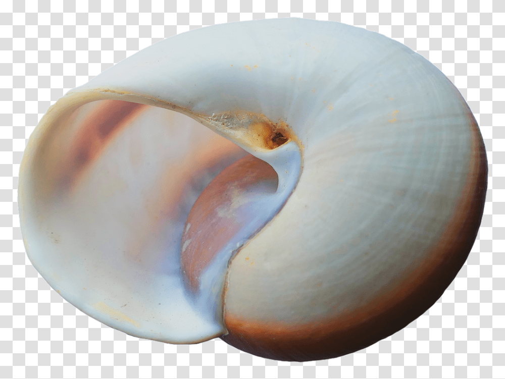 White Seashells, Invertebrate, Sea Life, Animal, Clam Transparent Png