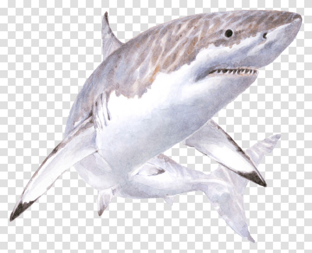 White Shark Illustration Great White Shark Illustration, Sea Life, Fish, Animal, Bird Transparent Png