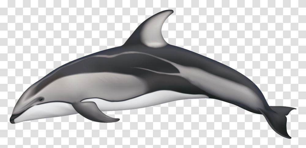 White Sided Dolphin, Sea Life, Animal, Mammal, Shark Transparent Png