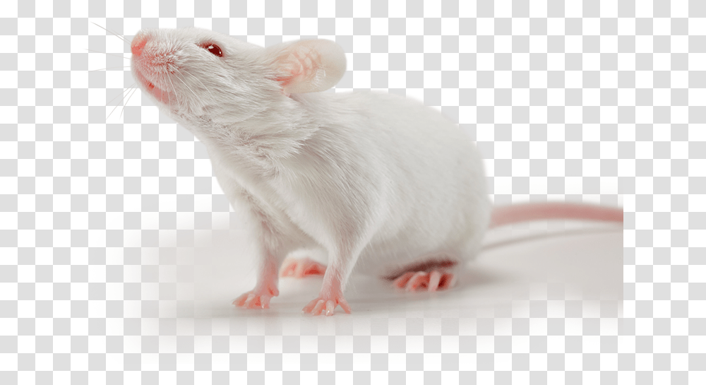 White Small Mouse, Rat, Rodent, Mammal, Animal Transparent Png