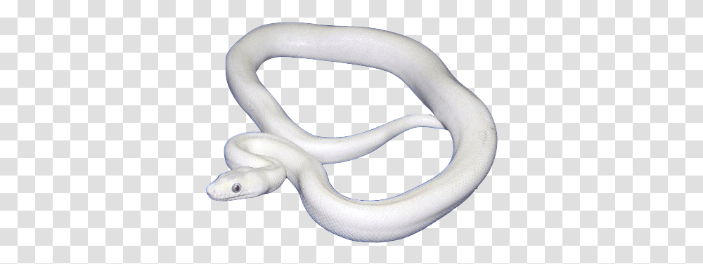 White Snake Picture White Snake, Animal, Person, Human, Swan Transparent Png