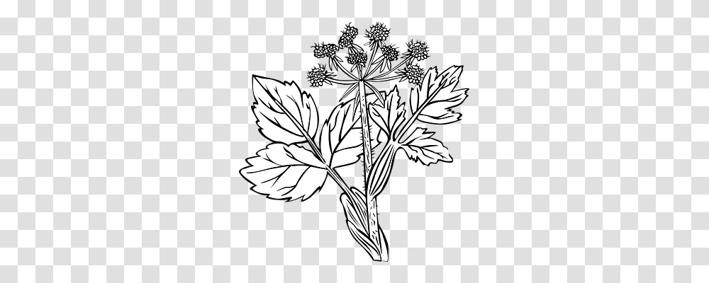 White Snakeroot Nature, Plant, Leaf, Flower Transparent Png