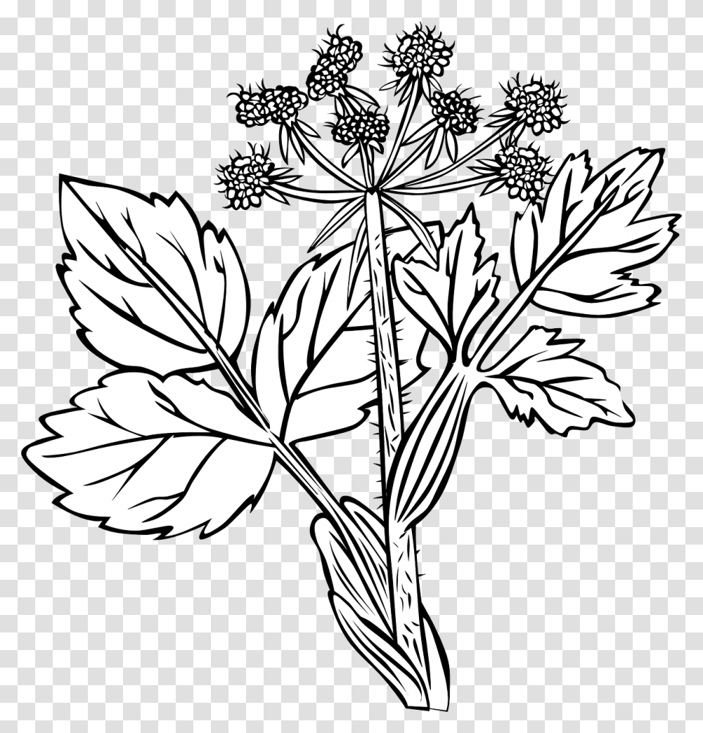 White Snakeroot Plant Drawing, Leaf, Flower, Blossom, Apiaceae Transparent Png