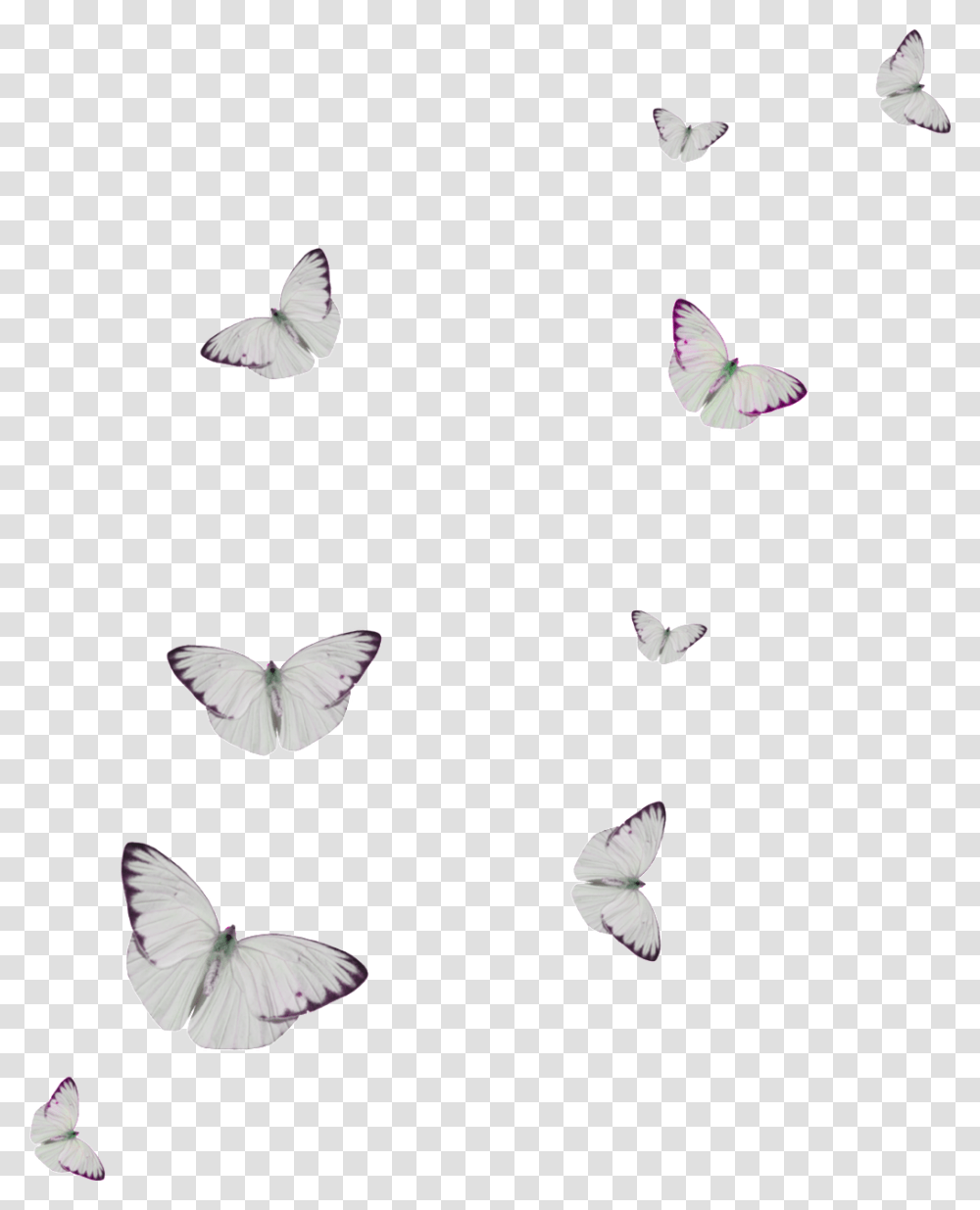 White Spot Butterfly Cartoon Butterfly, Petal, Flower, Plant, Blossom Transparent Png