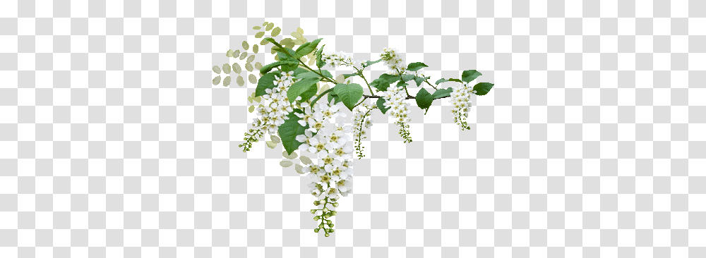 White Spring Blossoms Blossom Flower Wedding Green Flowers, Plant, Bush, Vegetation, Acanthaceae Transparent Png