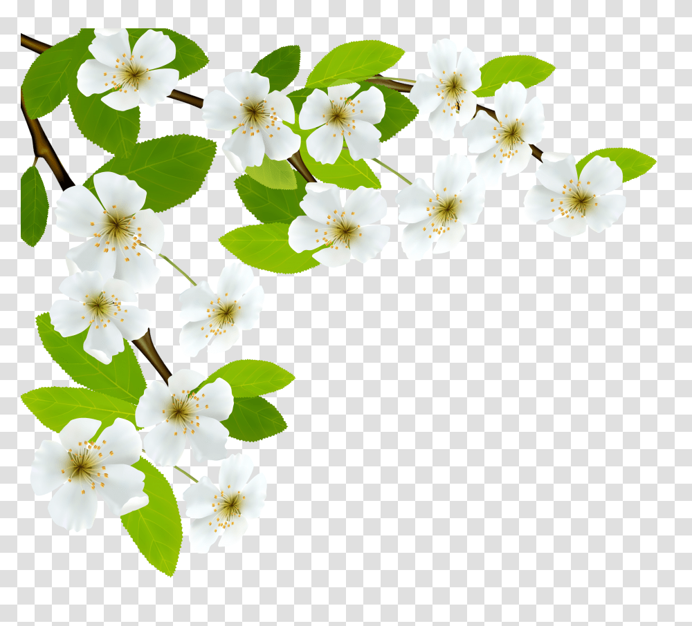 White Spring Branch Clipart, Plant, Petal, Flower, Blossom Transparent Png