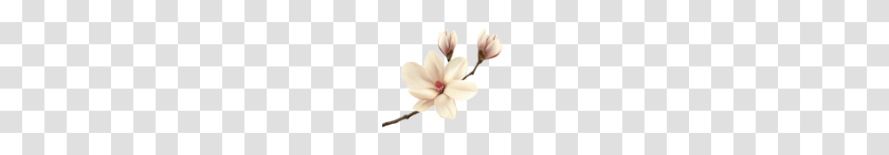 White Spring Magnolia Branch Clip Art Gallery, Petal, Flower, Plant, Blossom Transparent Png