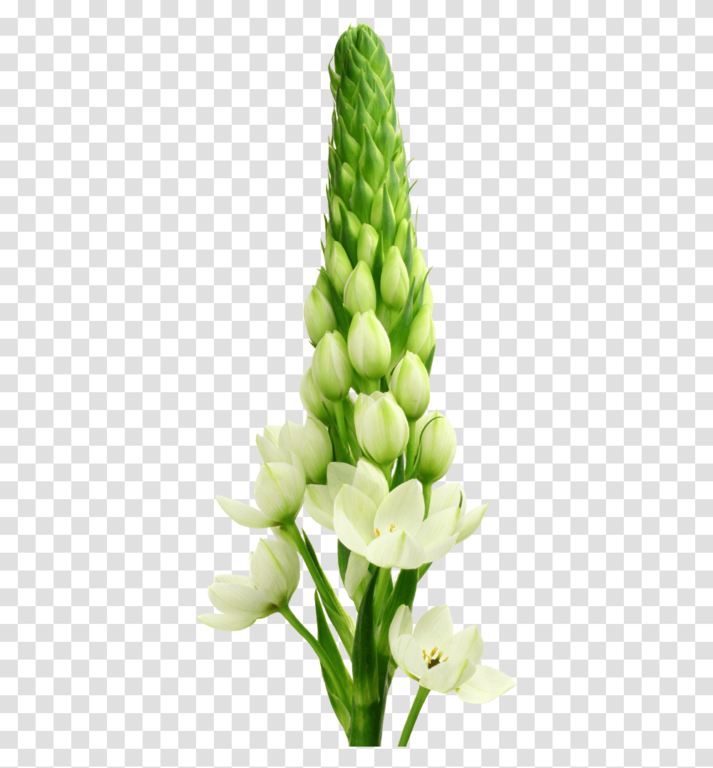 White Star, Plant, Flower, Blossom, Lupin Transparent Png